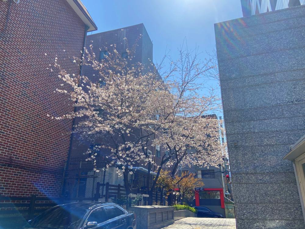 지난해보다 따뜻한 3월…서울 벚꽃 10일 일찍 핀다