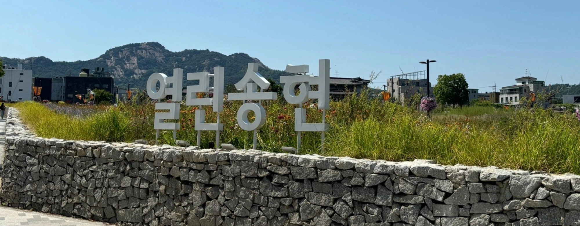 도심 한복판 그림같은 들꽃 한가득, 나들이 명소 송현녹지광장  