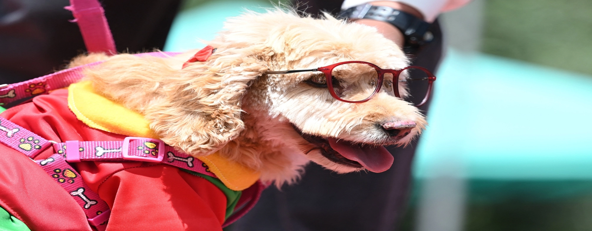 자식처럼 키운 반려견인데…이혼할 땐 ‘피부양자 아닌 재산’ 전락 